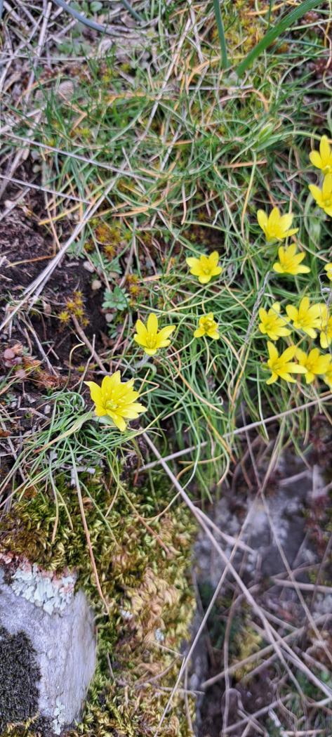 Février : Gagea saxatilis